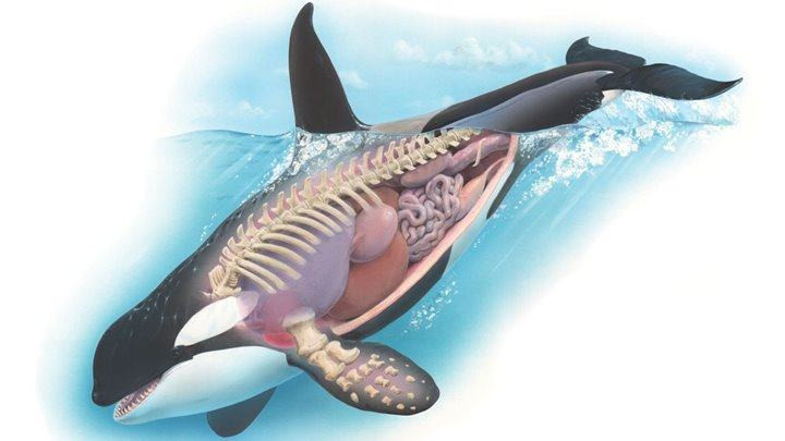 Cá voi sát thủ là gì?