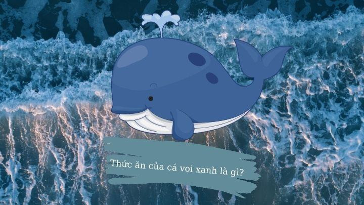 Cá voi xanh ăn gì? Bí mật thú vị về cá voi xanh ít ai biết