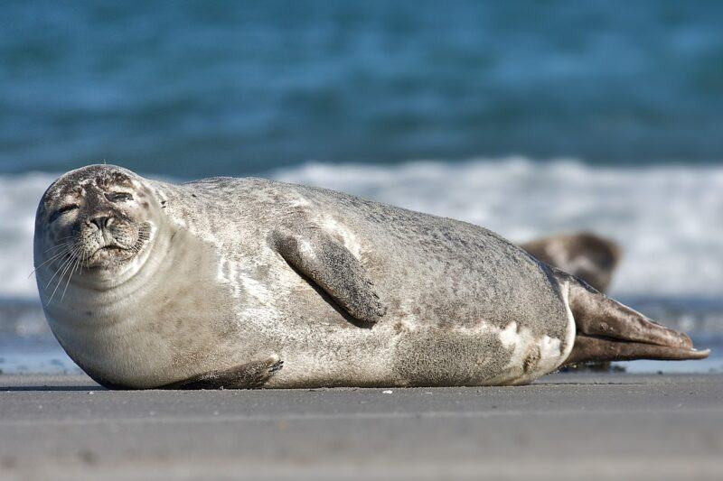 Seal là gì?