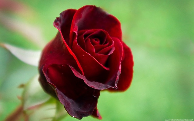bài thơ hay về hoa hồng