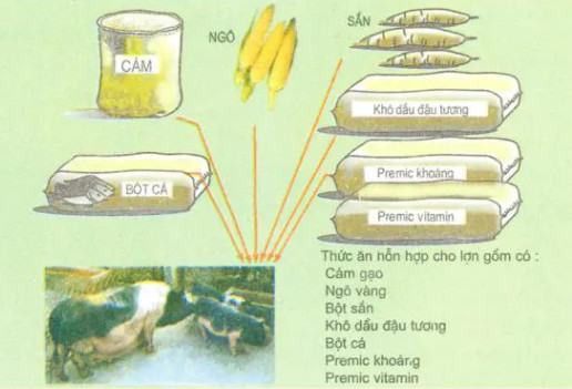 thức ăn vật nuôi là gì