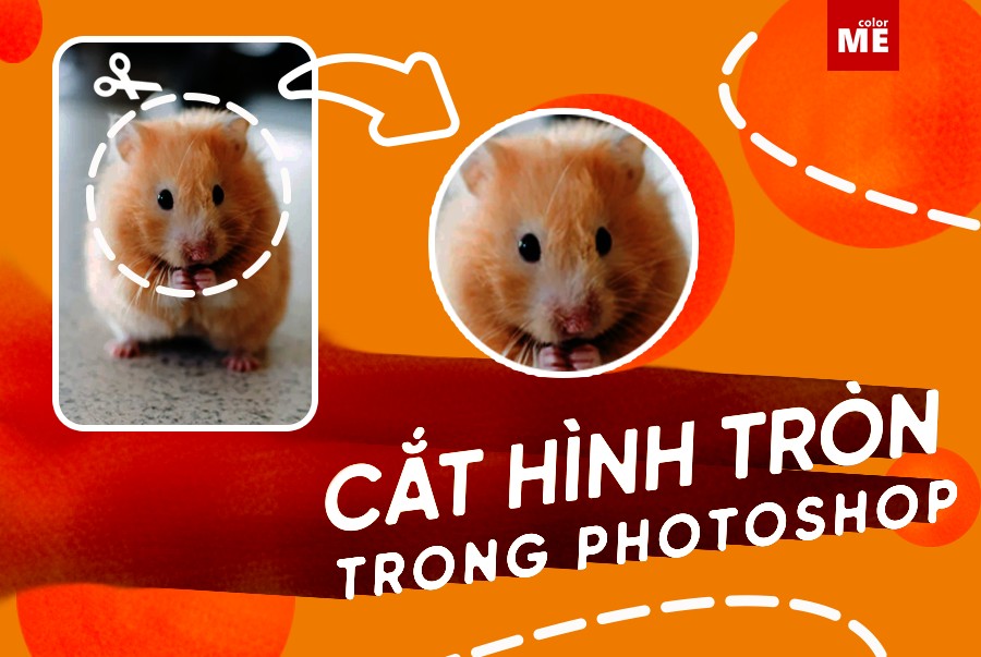 Thông thường khi nghĩ đến việc cắt xén hình ảnh trong Photoshop, chúng ta thường nghĩ đến việc cắt chúng thành hình chữ nhật hoặc hình vuông. Vậy nếu bạn muốn cắt ảnh thành hình tròn thì làm thế nào? Theo dõi hướng dẫn cách cắt hình tròn trong Photoshop dưới đây cùng ColorME nhé 